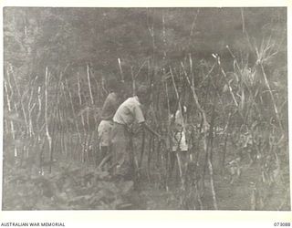 BASU RIVER VALLEY, NEW GUINEA. 1944-05-14. CHAN TONG (2), A 63 YEAR OLD CHINESE CARPENTER, WITH HIS SONS ERECTING STAKES FOR CLIMBING BEANS AT A CHINESE FARMING COMMUNITY LOCATED APPROXIMATELY 7 ..