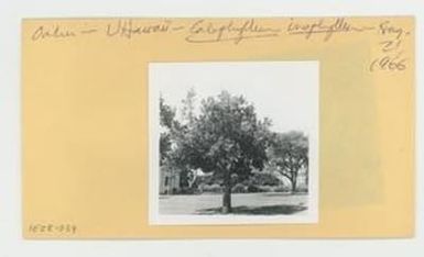 [Calophyllum inophyllum in Hawaii, envelope IE28-034]