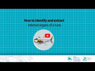 How to identify and extract internal organs of a tuna