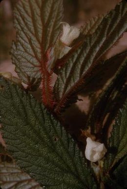[Unidentified plant from Saruwaged Range, Papua New Guinea]
