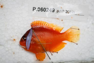 Tiny reef fish collected from a rotenone station are pinned down during the preserving process during the 2017 South West Pacific Expedition.