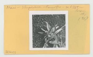[Rauwolfia in Hawaii, envelope IE32-177]