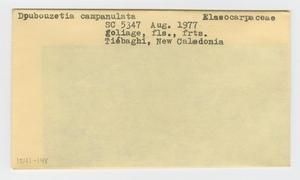 [Dubouzetia campanulata in New Caledonia, envelope IE41-148]
