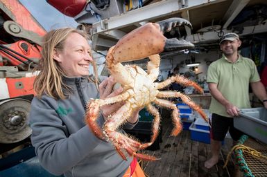 Severine Hannam Natural Sciences Collection Manager at the Auckland Museum with an unidentified giant crab, caught in a fish trap at a depth of 250m at Banc 'Lorne New Caledonia during the 2017 South West Pacific Expedition.
