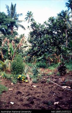 Mixed garden, Savai'i