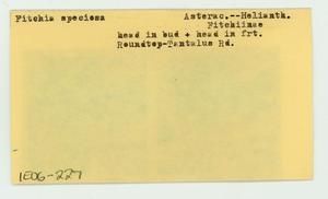 [Fitchia speciosa in unidentified location, envelope IE06-227]