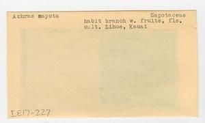 [Achras zapota in Hawaii, envelope IE17-227]