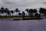 A Sepik River lagoon, Angoram Sub-district, [Papua New Guinea, 1969?]