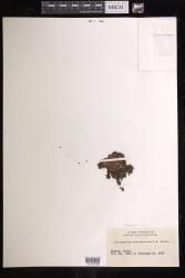 Didymoglossum bimarginatum
