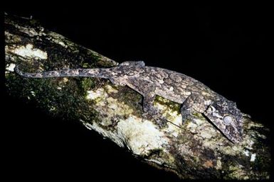 Rhacodactylus auriculatus