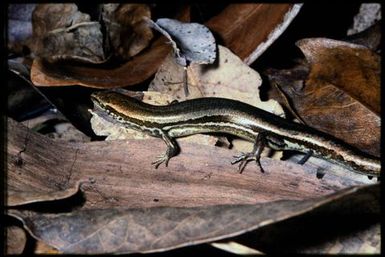 Caledoniscincus haplorhinus