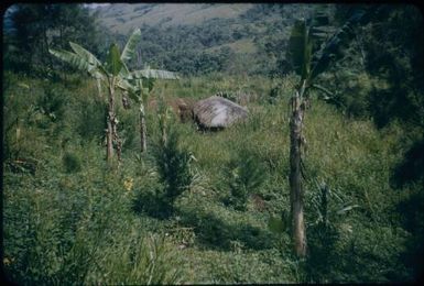 Old-established native house showing garden and grass roof : Wahgi Valley, Papua New Guinea, 1954 / Terence and Margaret Spencer