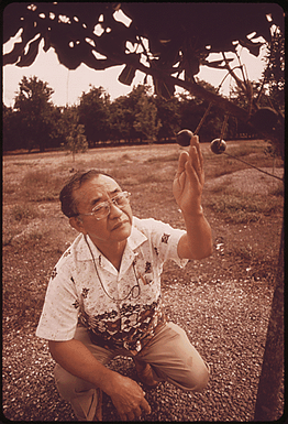 10,000 ACRES OF THE ISLAND OF HAWAII IS DEVOTED TO GROWING MACADAMIA NUTS, AND PRODUCTION IS INCREASING. AT THE ROYAL HAWAIIAN PLANT NEAR KEAAU, WORKERS PLANT NEW TREES IN AN EXPANSION WHICH IS DOUBLING THE SIZE OF THE GROWING STOCK. THIS PLANT IS THE LARGEST PROCESSOR IN THE WORLD. HIROSHI OOKA, HORTICULTURALIST FOR THE PLANT, INSPECTS A SCREEN HE DESIGNED FOR CATCHING VALUABLE NUTS