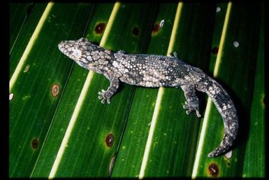 Eurydactylodes vieillardi