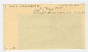 [Araucaria humboldtensis in New Caledonia, envelope IE41-099]