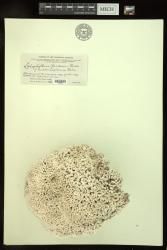 Lithophyllum gardineri