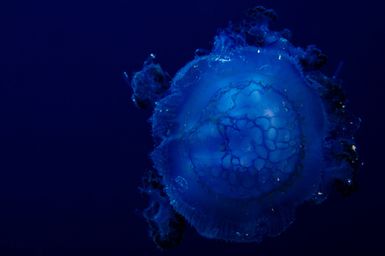 Currently an unidentified upside down jellyfish by the photographer and scientists during the 2017 South West Pacific Expedition.