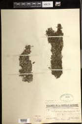 Crepidomanes minutum
