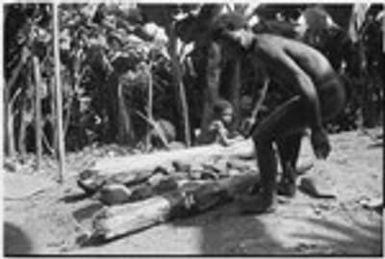 Pig festival, pig sacrifice, Tsembaga: cooking stones are placed between two logs to be heated