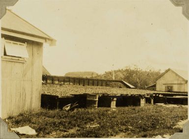 Making copra, 1928