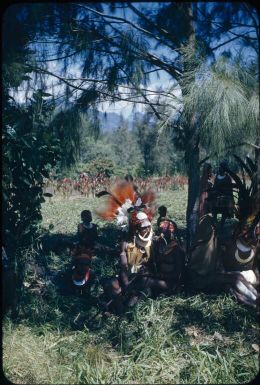 Children waiting to be decorated while a man unwraps plumes from banana leaf parcel (1) : The Tengerap Clan Singsing, Wahgi Valley, Papua New Guinea, 1954 / Terence and Margaret Spencer