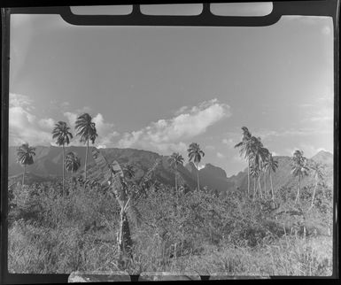 Scene with grasses, palm trees and hills in the distance, Tahiti