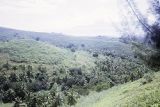 French Polynesia, valley of wild coconut palms on Tahiti Island