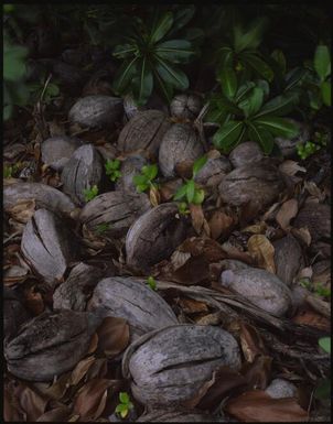 Coconuts, Wakaya, Fiji, 1994 / Peter Dombrovskis