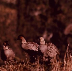 [Branta sandicensis close-up from Hawaii, United States]