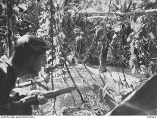 BOUGAINVILLE ISLAND. 1945-01-21. VX146882 PRIVATE K.T. LAVELLE (1) COVERING VX3135 PRIVATE D.L. ROGERS (2) AS HE CROSSES A LOG BRIDGE OVER A STREAM DURING A PATROL THROUGH THE JUNGLE SWAMPS BY ..