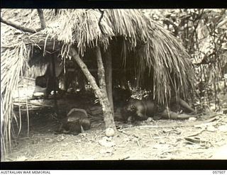 Kaiapit, New Guinea. 1943-09-22. The bound bodies of local natives inside a grass hut. It was believed that the Japanese had been torturing these natives to gain information and killed them just ..