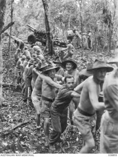 25-Pounder guns of B Troop, 14th Field Regiment, Royal Australian Artillery, being pulled through dense jungle in the vicinity of Uberi on the Kokoda Trail, Papua and New Guinea. Members of the ..