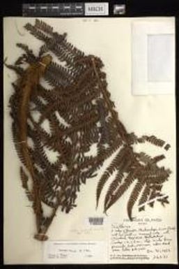 Sadleria cyatheoides × pallida