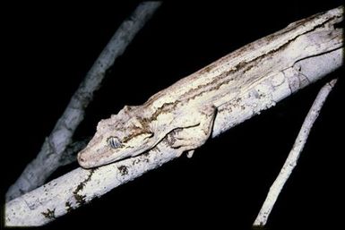 Rhacodactylus auriculatus