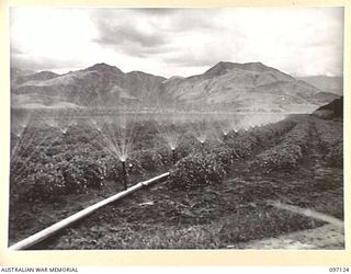 NADZAB, NEW GUINEA. 1945-09-14. SPRAY IRRIGATION OF TOMATOES AT 8 INDEPENDENT FARM PLATOON, USING A SYSTEM WHICH CAN BE QUICKLY DISCONNECTED AND RECOUPLED. WITH 12 NATIVES A 20 CHAIN SPRAY LINE CAN ..