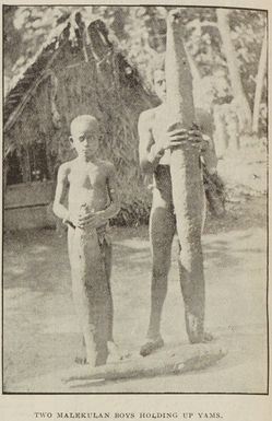 Two Malekulan boys holding up yams