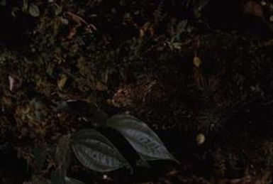 [Piper leaves close-up at Sarawaket Range, Papua New Guinea]
