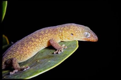 Gecko sp.