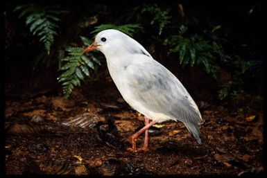 Cagou (Rhynochetos jubatus)