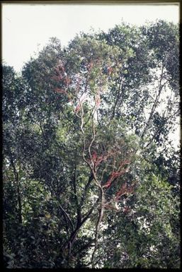 Flowering Metrosideros