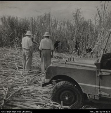 Field Officers inspecting cane crop