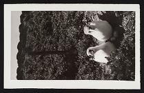 Blue-faced boobies, Kure, n.d