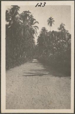 Road on New Britain Island, Papua New Guinea, approximately 1916