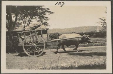 Water buffalo pulling a cart, New Britain Island, Papua New Guinea, approximately 1916