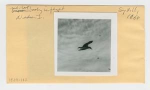 [Red-foot booby in Hawaii, envelope IE29-182]