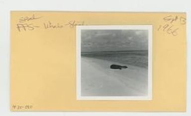 [Seal in Hawaii, envelope IE30-080]