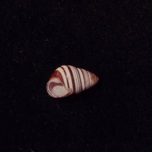[Achatinella juddii close-up from Kalauao Valley, United States]