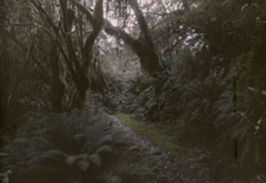 Milford Track, New Zealand