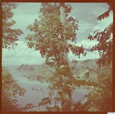 ["träd, natur, fotografi, photograph"]