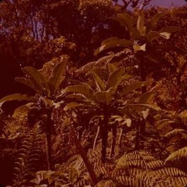 [Cyanea atra at Puʻu Kukui, United States]